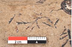 Foto (Detailansicht) von Araucaria sternbergii Goeppert (NHMW-GEO-2024-0188-8277)